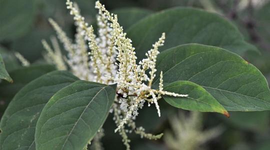 Egyetlen hajtás is elég a katasztrófához – ezt tudnod kell a növénybehozatalról