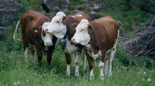 Kéknyelv-betegség: uniós szintű engedményt kapott Magyarország