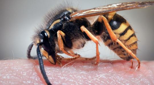 Méhek, darazsak, allergiás sokk: ezekre figyelj, ha a szabadban dolgozol!