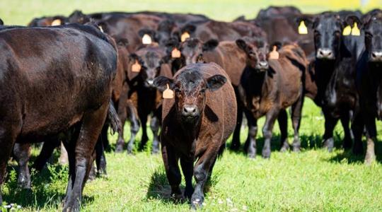 Mérleg nélkül, csak egy okostelefonnal mérnék a szarvasmarhák súlyát az USA-ban