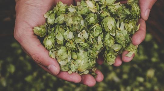 Ezért hagyták ott a várost – így lett két testvérből sörfőző mester