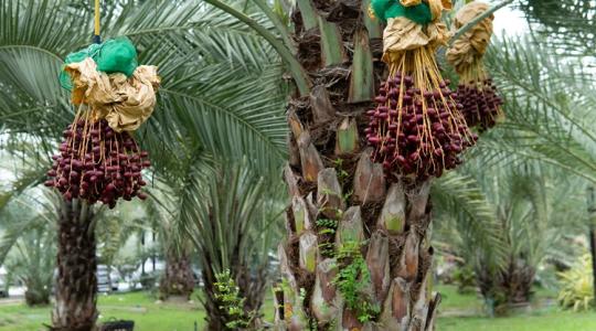 Aki a nyári aszállyal küzd, annak érdemes Ománra is odafigyelnie