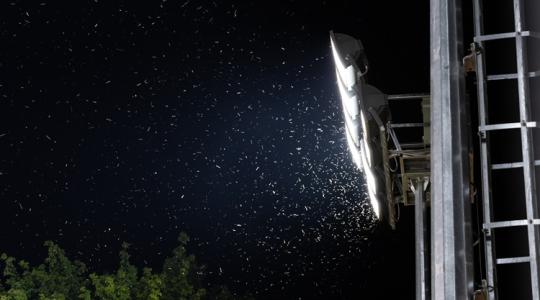 Rossz hír érkezett a balatoni szúnyograjzásról – Ez csak a kezdet volt!