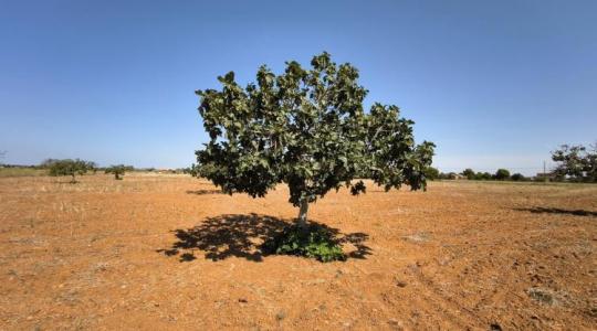 Ne öntözd túl a fügét! – Így lesz édesebb és zamatosabb a gyümölcs
