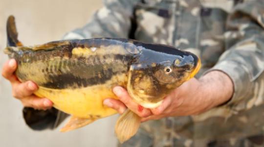 „Víz nélkül nincs hal” – drámai helyzetben a hazai haltermelés