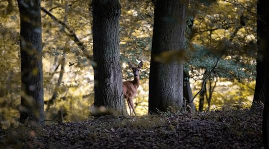 Rejtélyes okok tizedelik az őzállományt