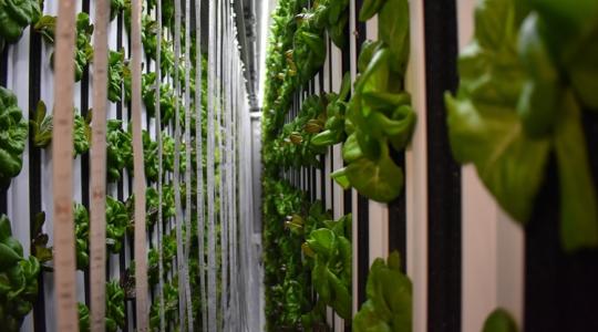 Városi lakosság: Ne csak fogyasszanak, termeljenek is!