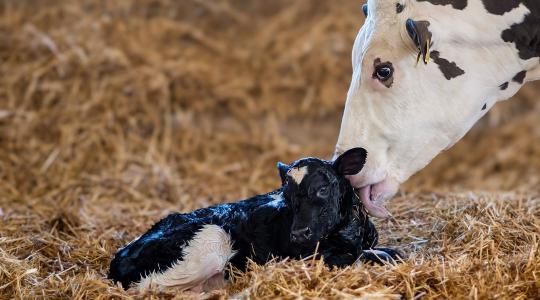 Nőivarú állatok genomikai szelekciója: áttörés a tejelőmarha-tenyésztésben + VIDEÓ 
