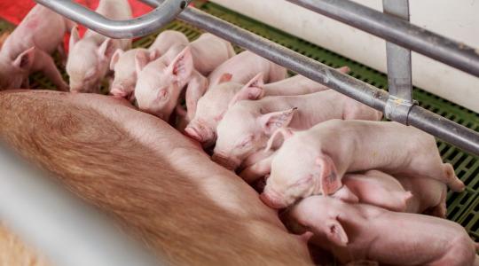 Precíziós kocasüldő-nevelés: a hatékonyság új szintje + VIDEÓ