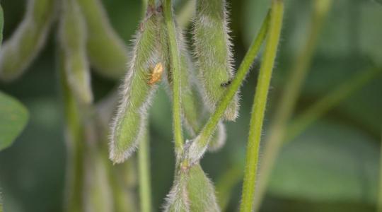  SZÓJA Roadshow 2025 – Onga