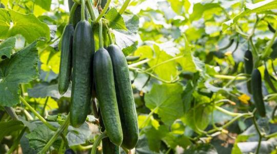 7 tipp a bőséges uborkaterméshez