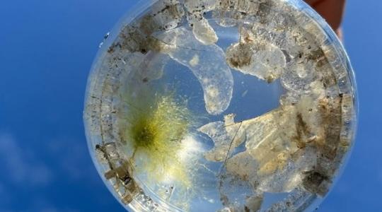 Medúza a Balatonban?