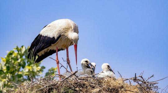  A bálamadzag lett a gólyafiókák új ellensége