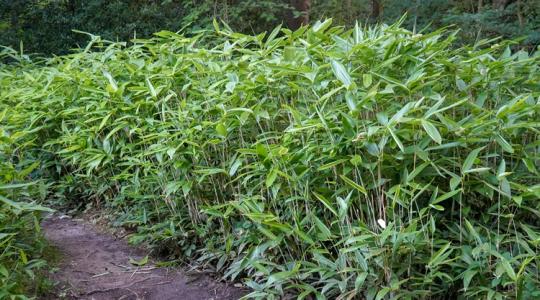 Kész rémálom: 3 évig tartott kiirtani ezt a növényt +VIDEÓ