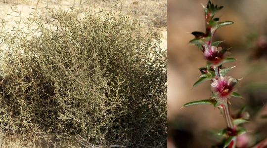 Látványos és veszélyes – az ördögszekér