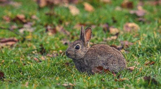 Nyúlpestis: fokozott veszélyben vannak a szabadtéri munkások 