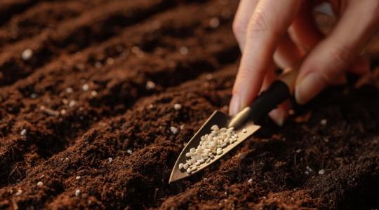 Ezeket a zöldségeket vesd el még augusztusban!