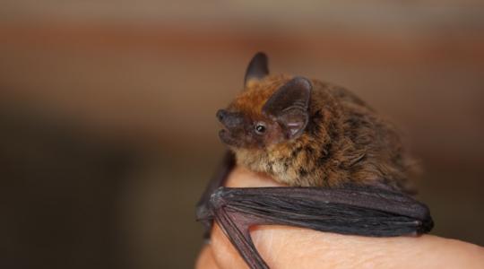 Denevérriadó! Ezt muszáj tudnod róluk!