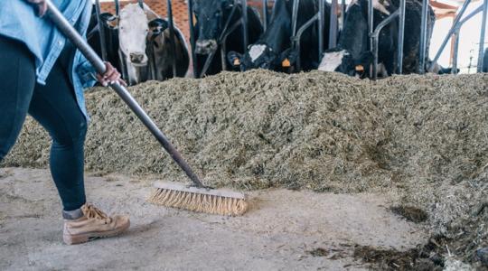 Réz-lizinát-szulfát: Most akkor mehet a takarmányba, vagy nem?