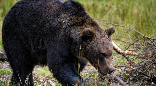 Gyanútlanul szállsz le a traktorról, és rád ront a kukoricából a medve