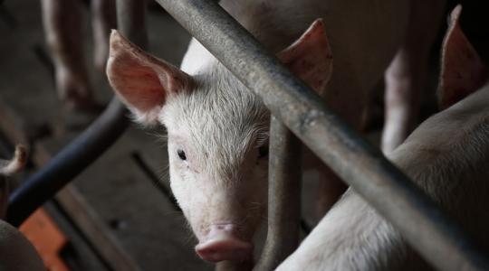 Jön az első EU-s vakcina!