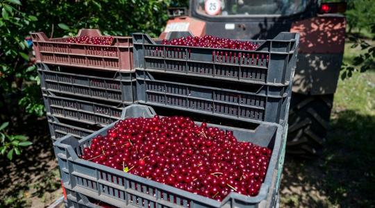 Kevés a termés, sok a vevő: újra sláger lett a magyar gyümölcs