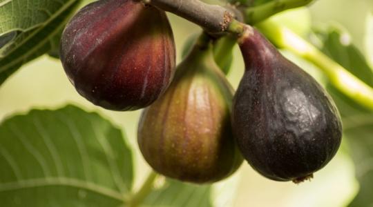 Éretlenül hullik a füge? Ezt kell tenned!