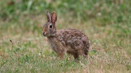 Borzalom: csápszerű kinövések nőnek a fertőzött nyulakon