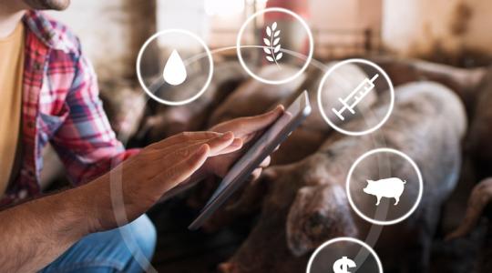 Egy ország érti majd meg, mi az a precíziós állattenyésztés