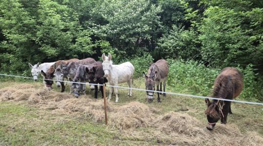 Még hogy a fiataloknak nincsenek ötleteik!