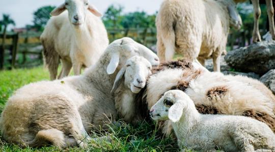  A helyi gazdák a legjobb reklámarcok