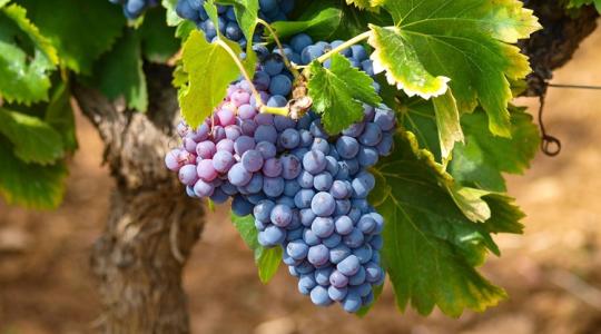 Mekkora károkat bír ki egy legendás bortermelő ország?