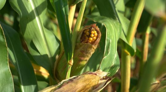 Csodát tesz a kukoricával ez a forradalmi megoldás