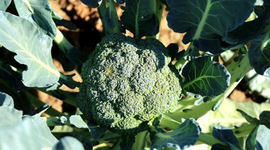 Lejjebb kell adni a vevői igényeket: kisebb méret, szabálytalan forma