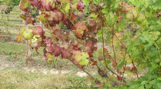 Kétszáz éve a filoxéra, most a fitoplazma – a történelem ismétli önmagát?