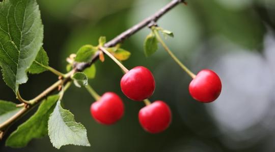 A bőséges termés sem feltétlenül hozza el a kánaánt