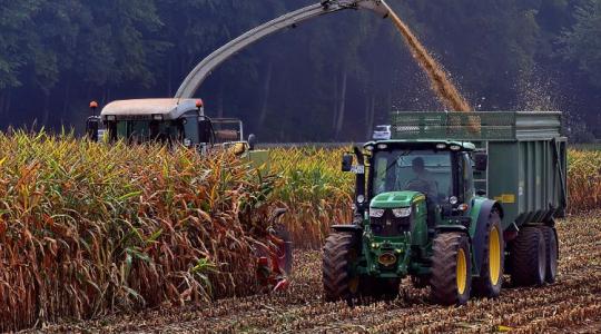 Kukorica 2025: korai aratás?