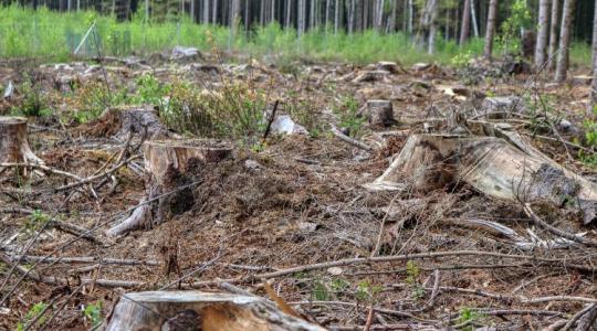Fakitermelés: rosszkor, rossz helyen, vádemelés lett belőle