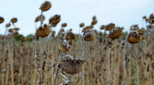 Aszály 2025: Jön az eső, de van, amin ez már nem segít