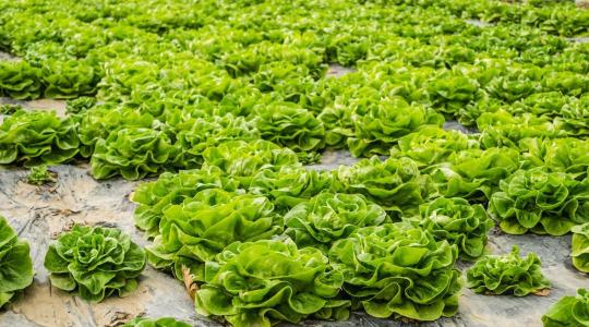 Levéltetvek bénítják meg a salátatermesztést