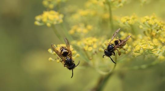 Kártevőirtás: Ez a módszer csökkenti a permetezés szükségességét – és növeli a hozamot