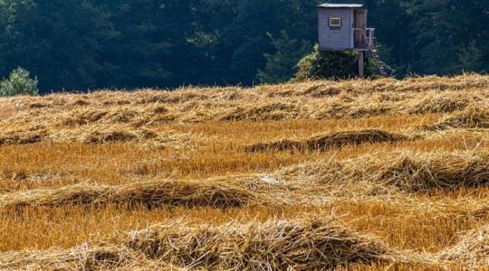 Ezért nem mindegy, hogyan hagyod a szalmát a földeken +VIDEÓ