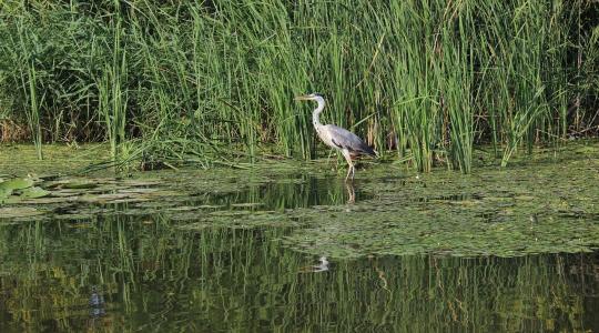 Egyre több a mikroműanyag a Tiszában