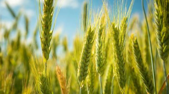 Kalászost termesztesz? Mutatjuk, mi a hosszú távú siker alapja! 