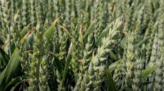 Akár 11 tonnás búzatermés malmi minőséggel?