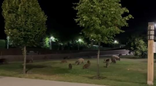 Szürreális videón, ahogy a vaddisznók ellepték a XII. kerületet!