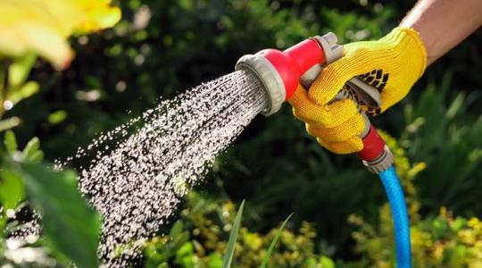 Ezek a növények utálják az esőztető öntözést – így locsold őket helyesen!