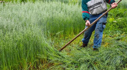 Elismerik az osztrákok: ebben jobbak a magyarok