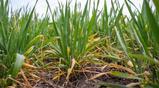 Biztosítási trendek, tapasztalatok, jótanácsok növénytermesztőknek