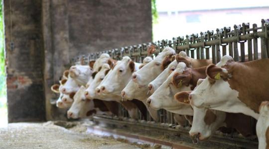 Többmilliós segítséget kapnak a járvány után újrainduló telepek